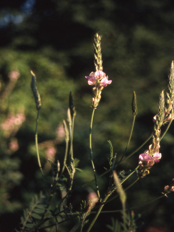 Onobrychis arenaria / Lupinella dei colli